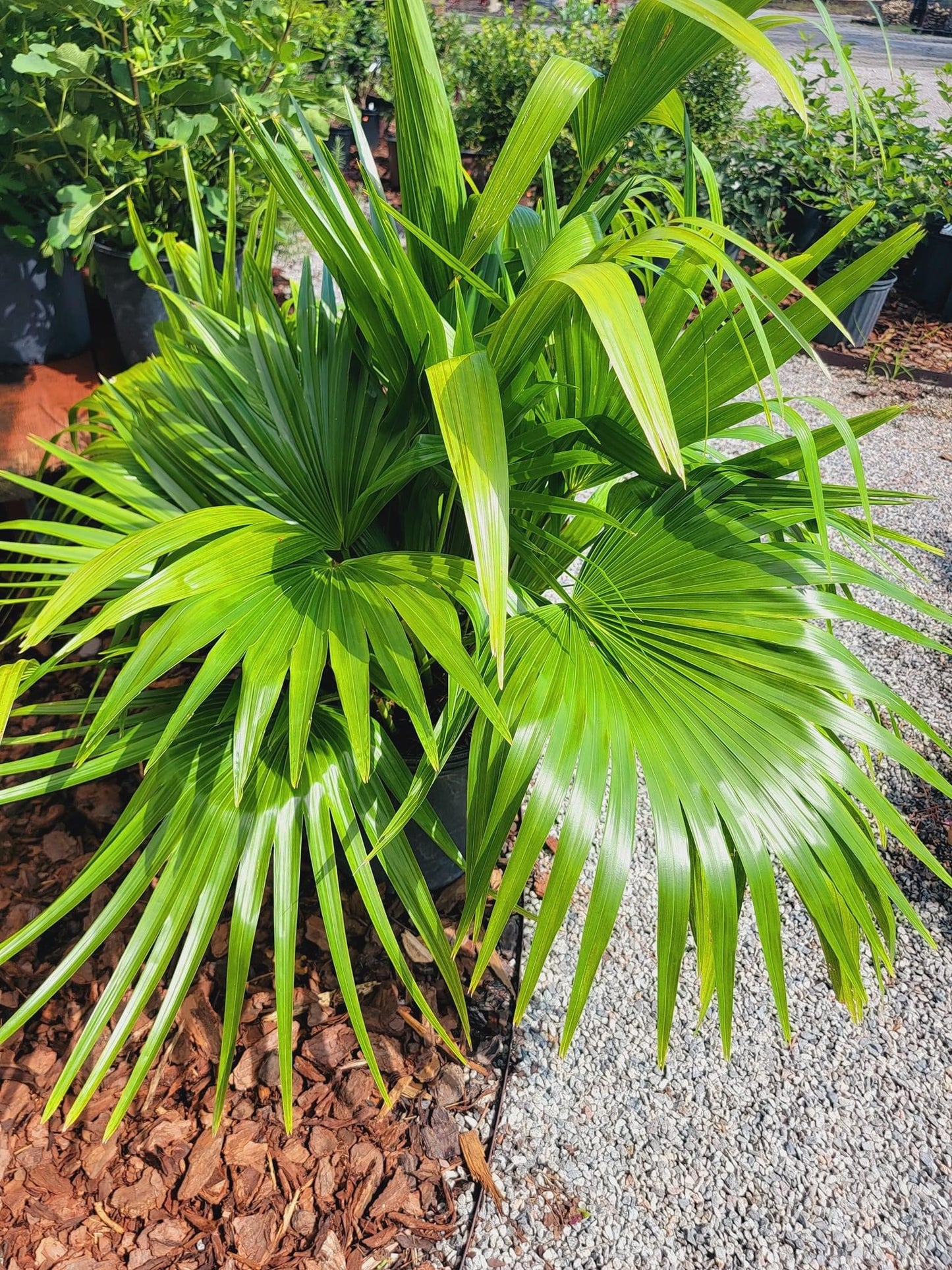 Chinese Fan Palm