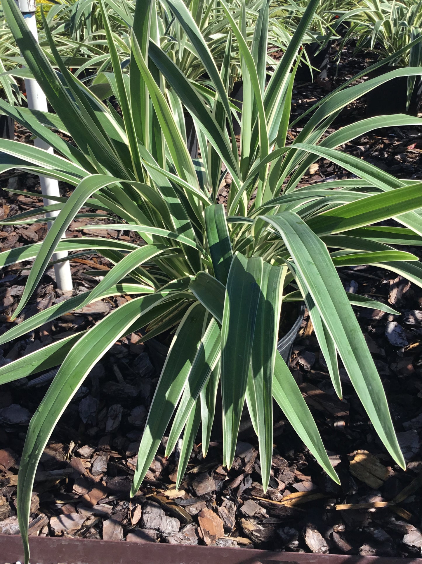 Dianella Flax Lily