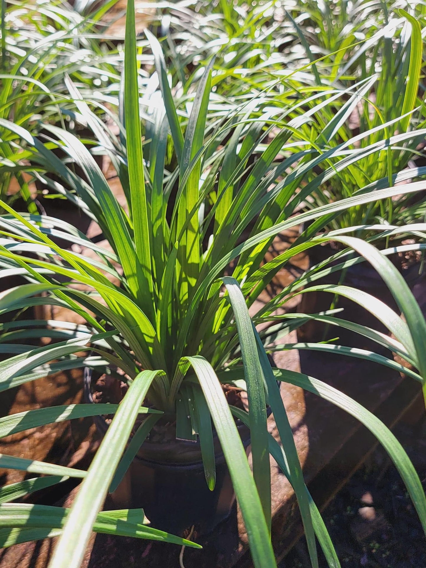 Liriope