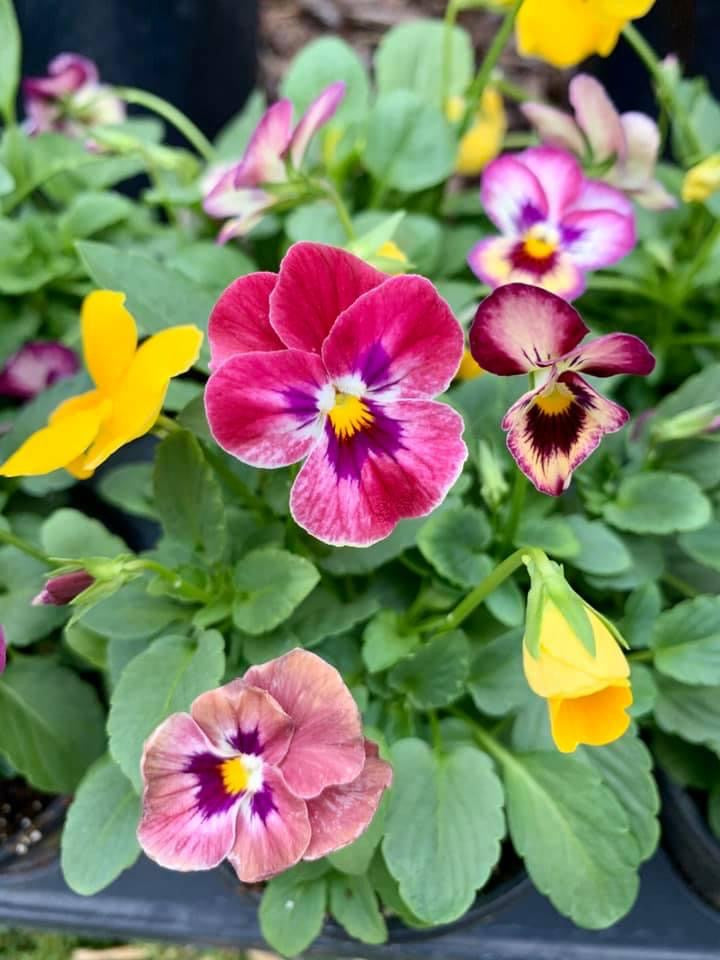 Pansies