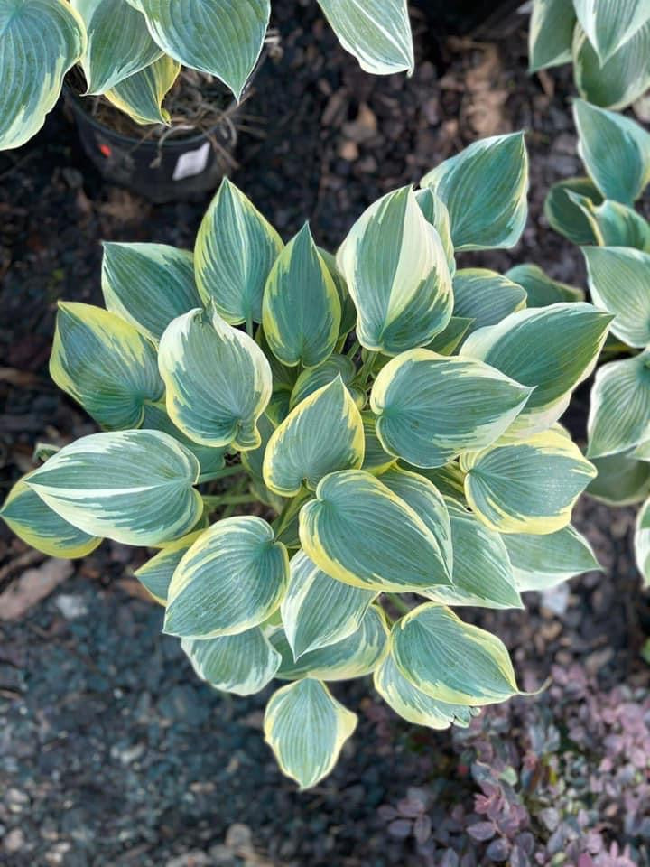 First Frost Hosta
