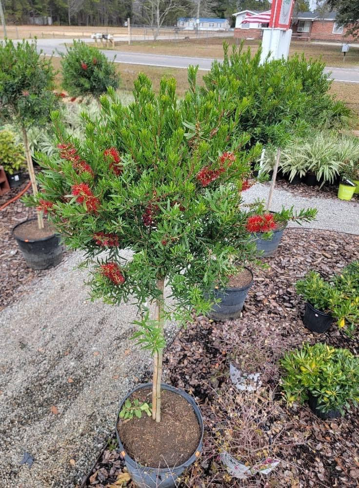 Bottlebrush Tree ‘Red Cluster’