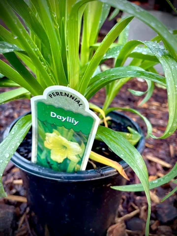 Daylily