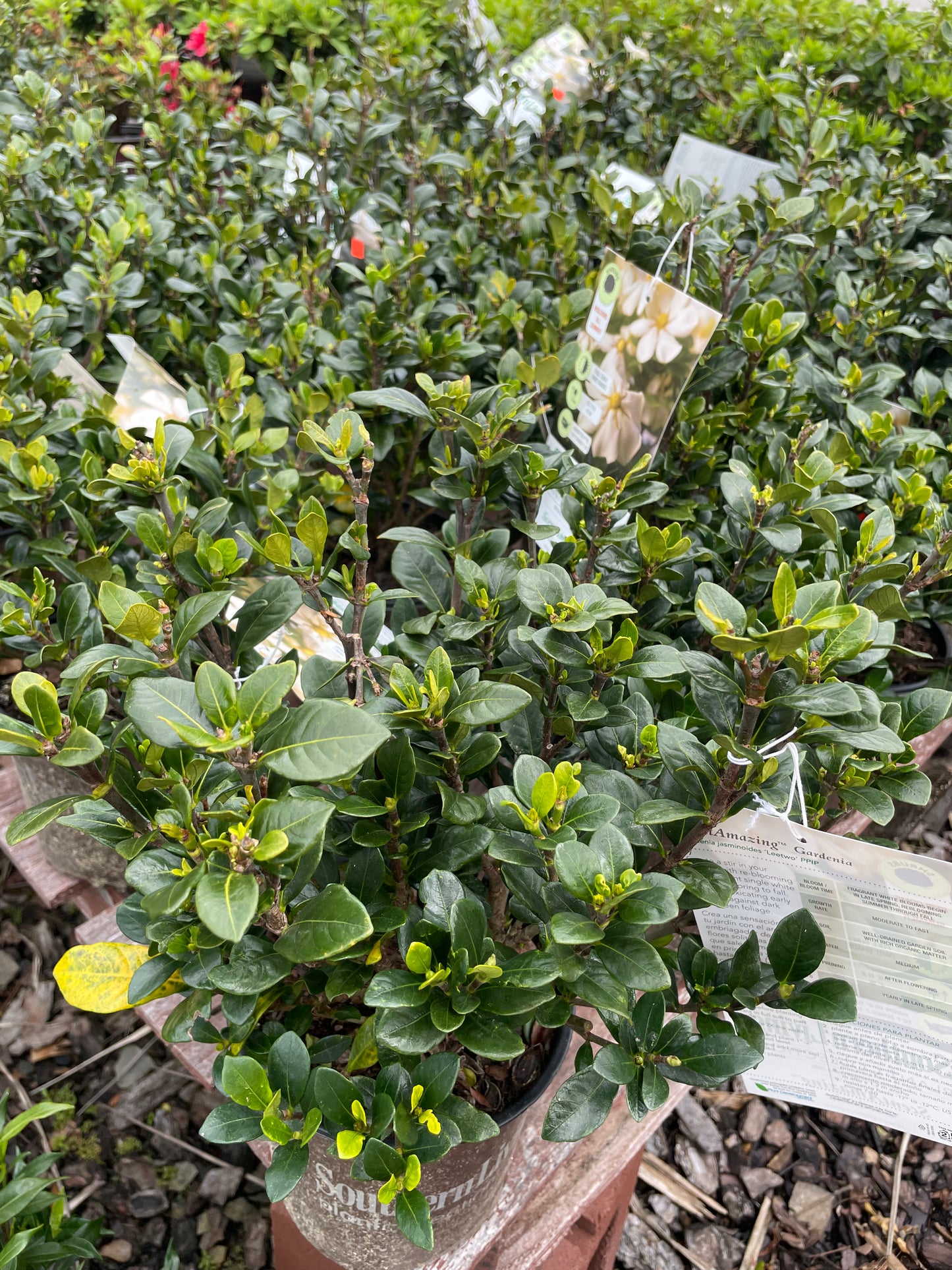 Gardenia ‘ ScentAmazing’