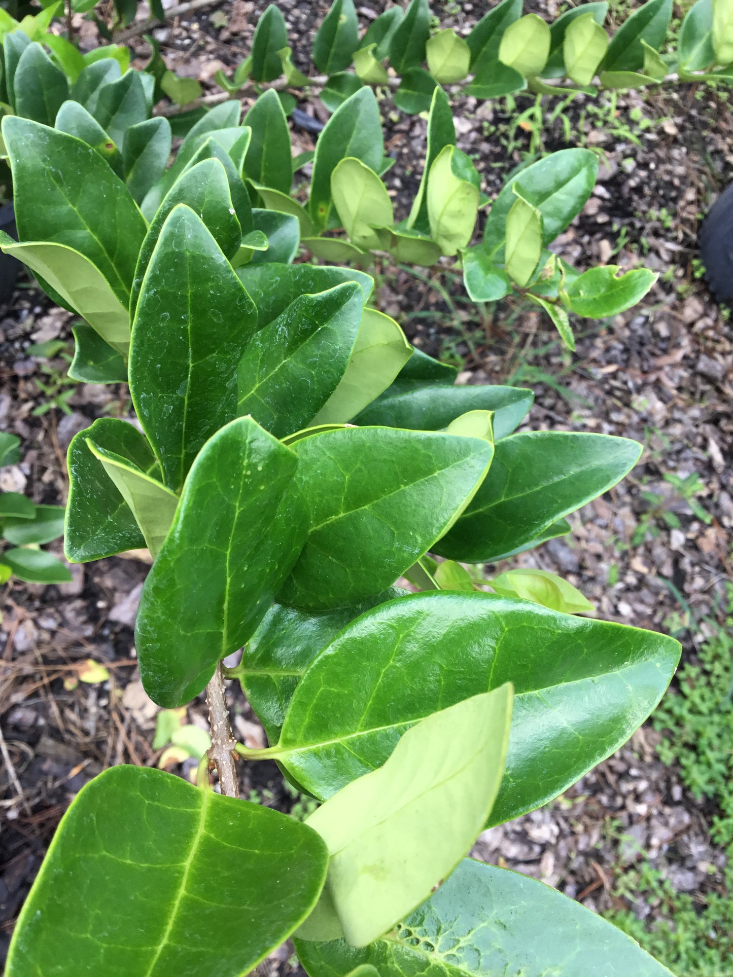 Ligustrum ‘WaxLeaf’