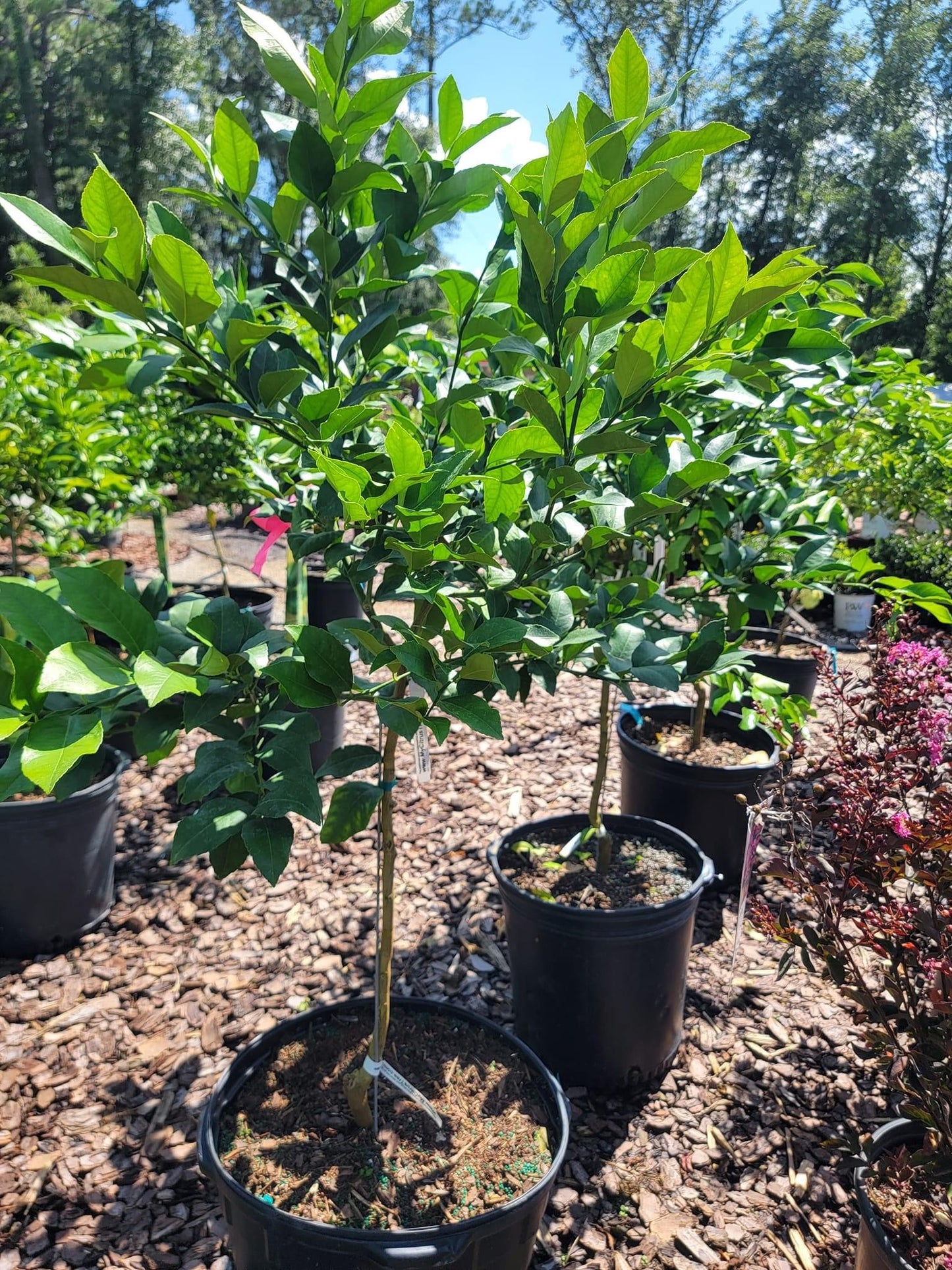 Meyer Lemon Tree