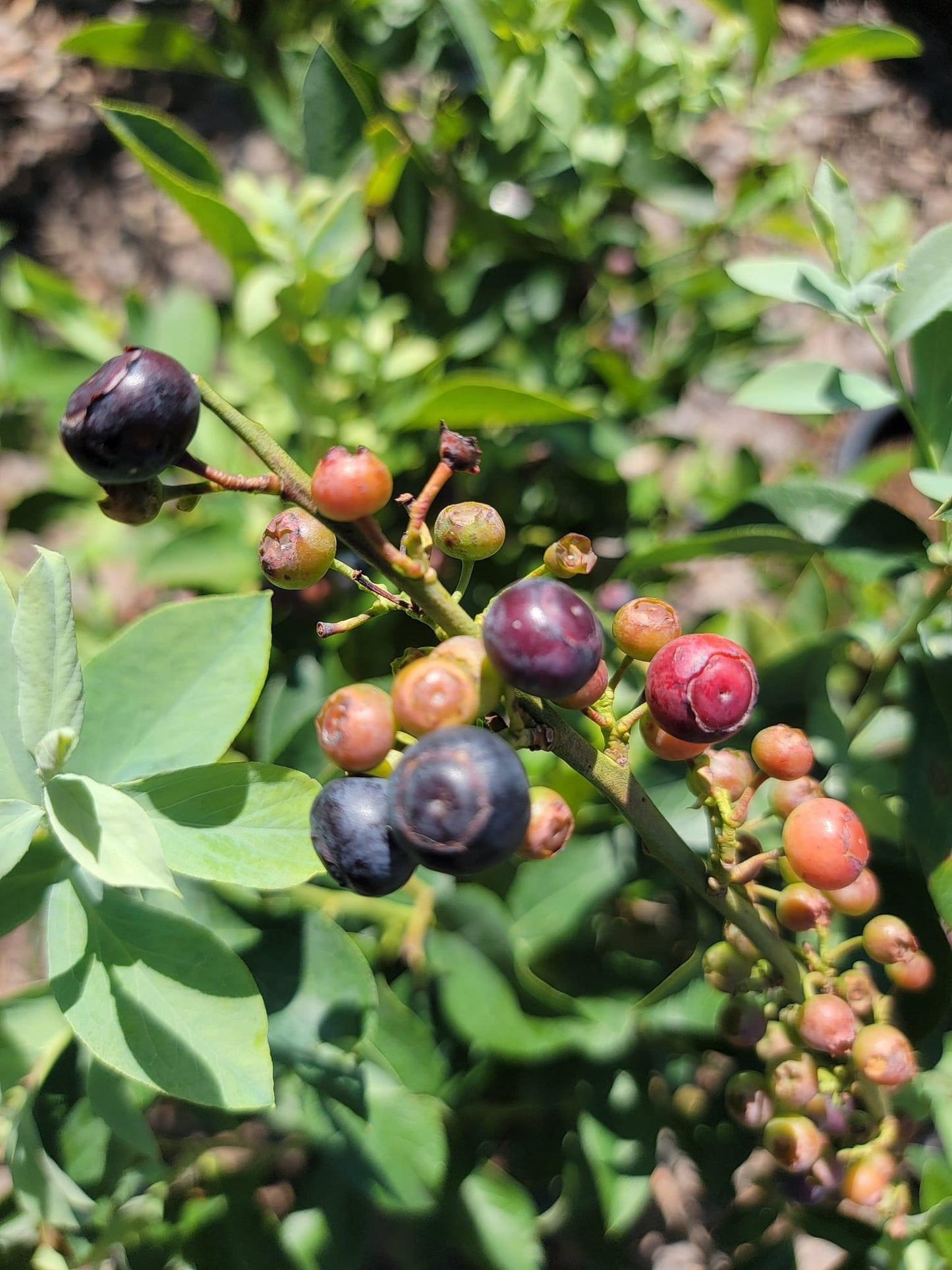 Blueberry Bush, Woodard