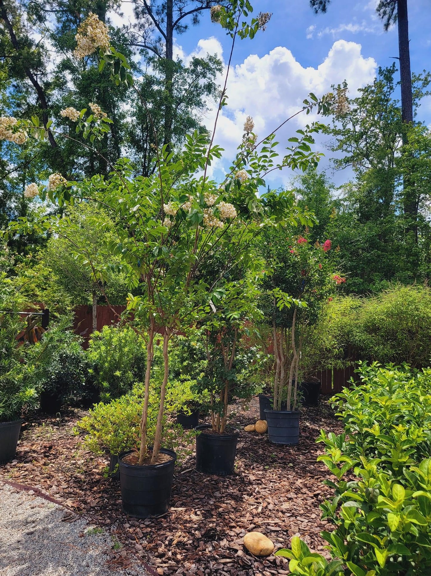 Crape Myrtle Trees