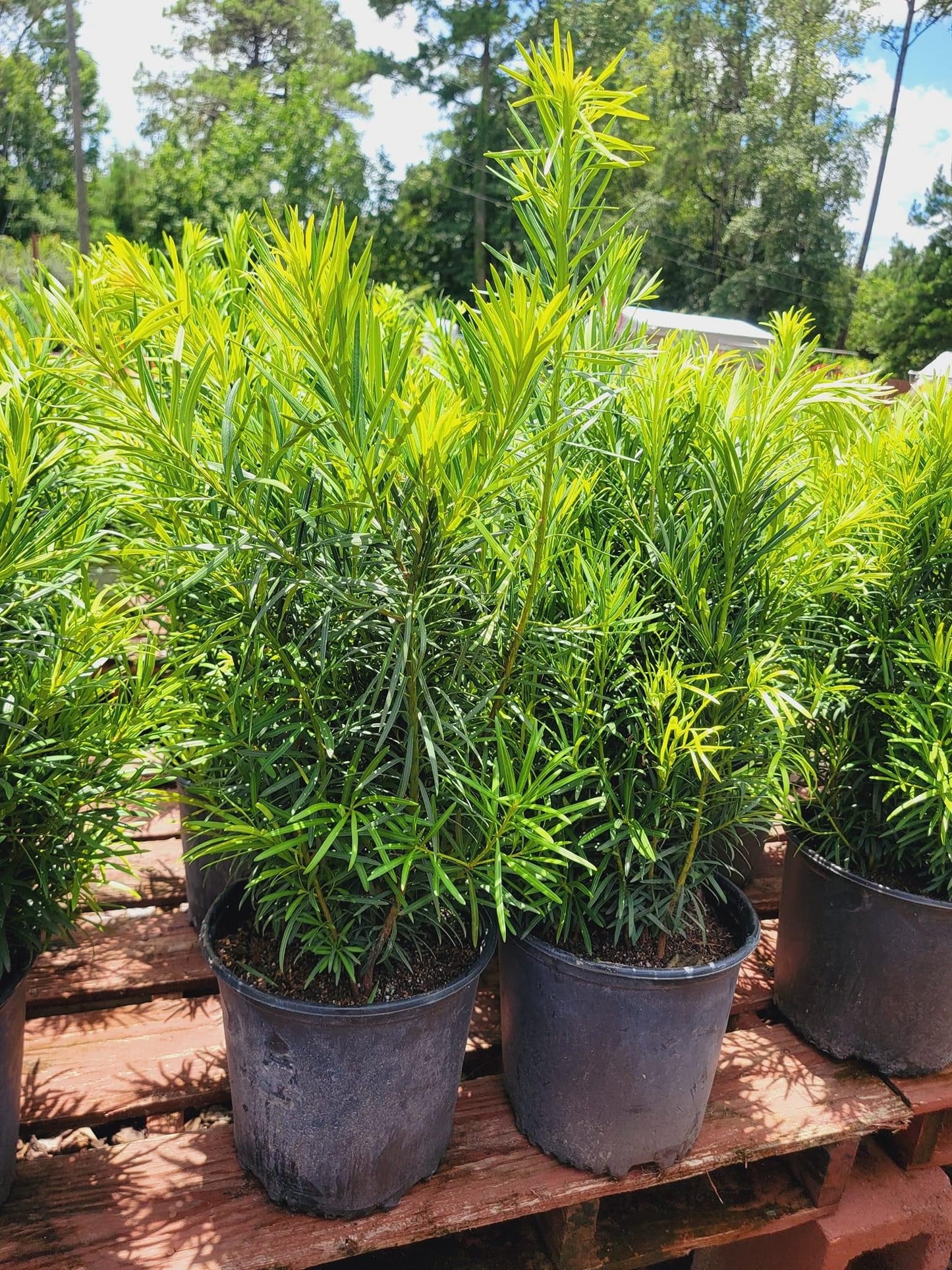 Podocarpus ‘Maki’