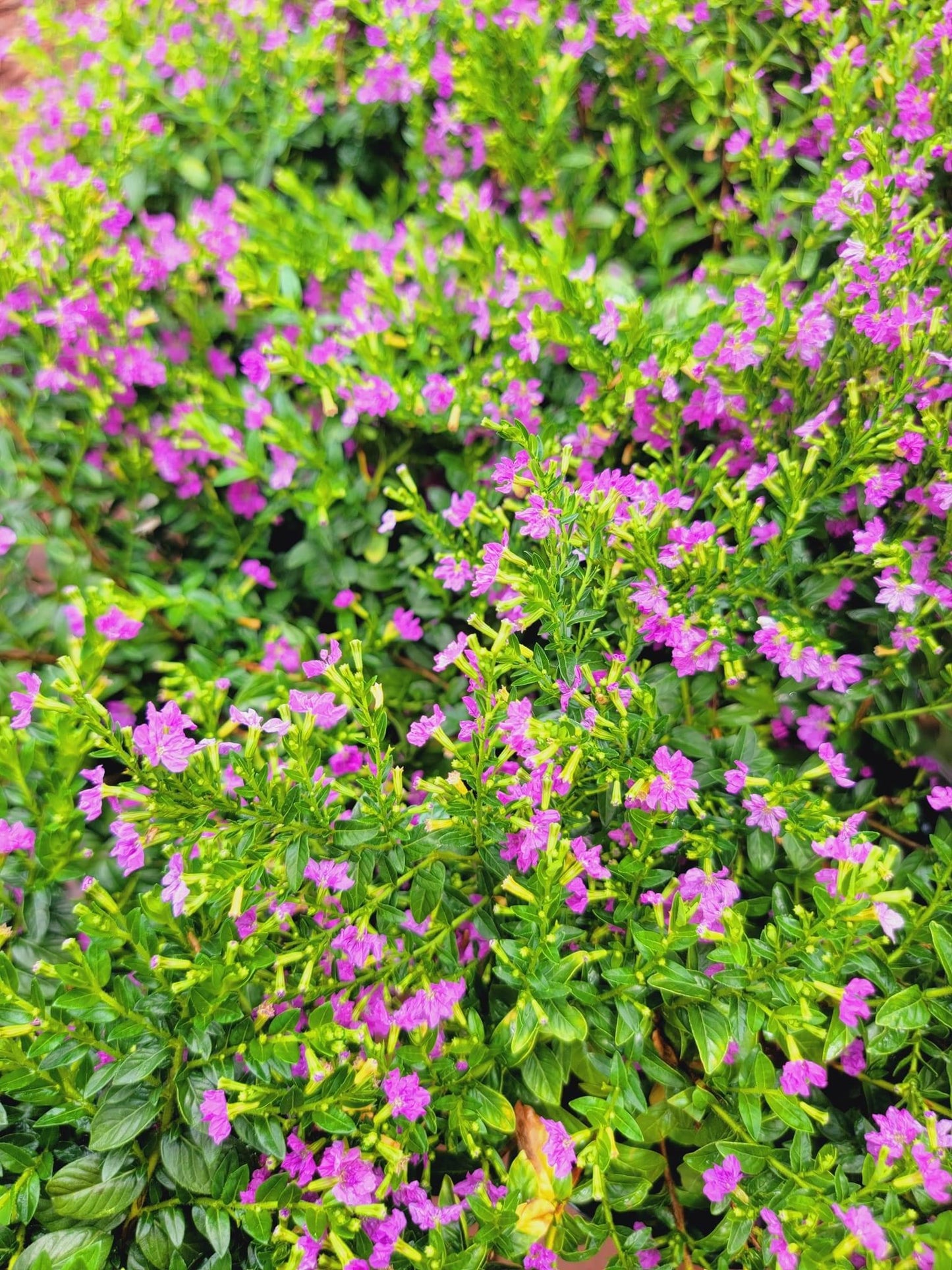 Mexican Heather