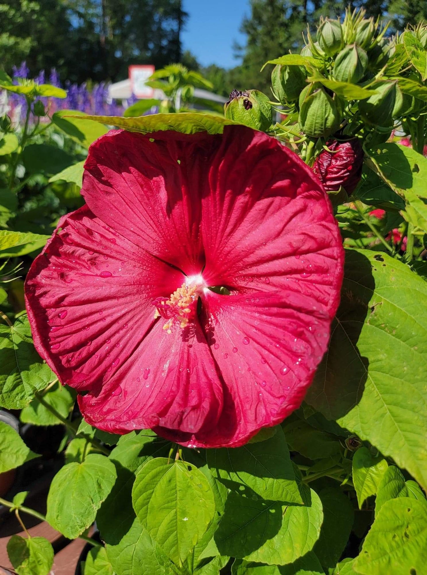 Hibiscus ‘Perennial’