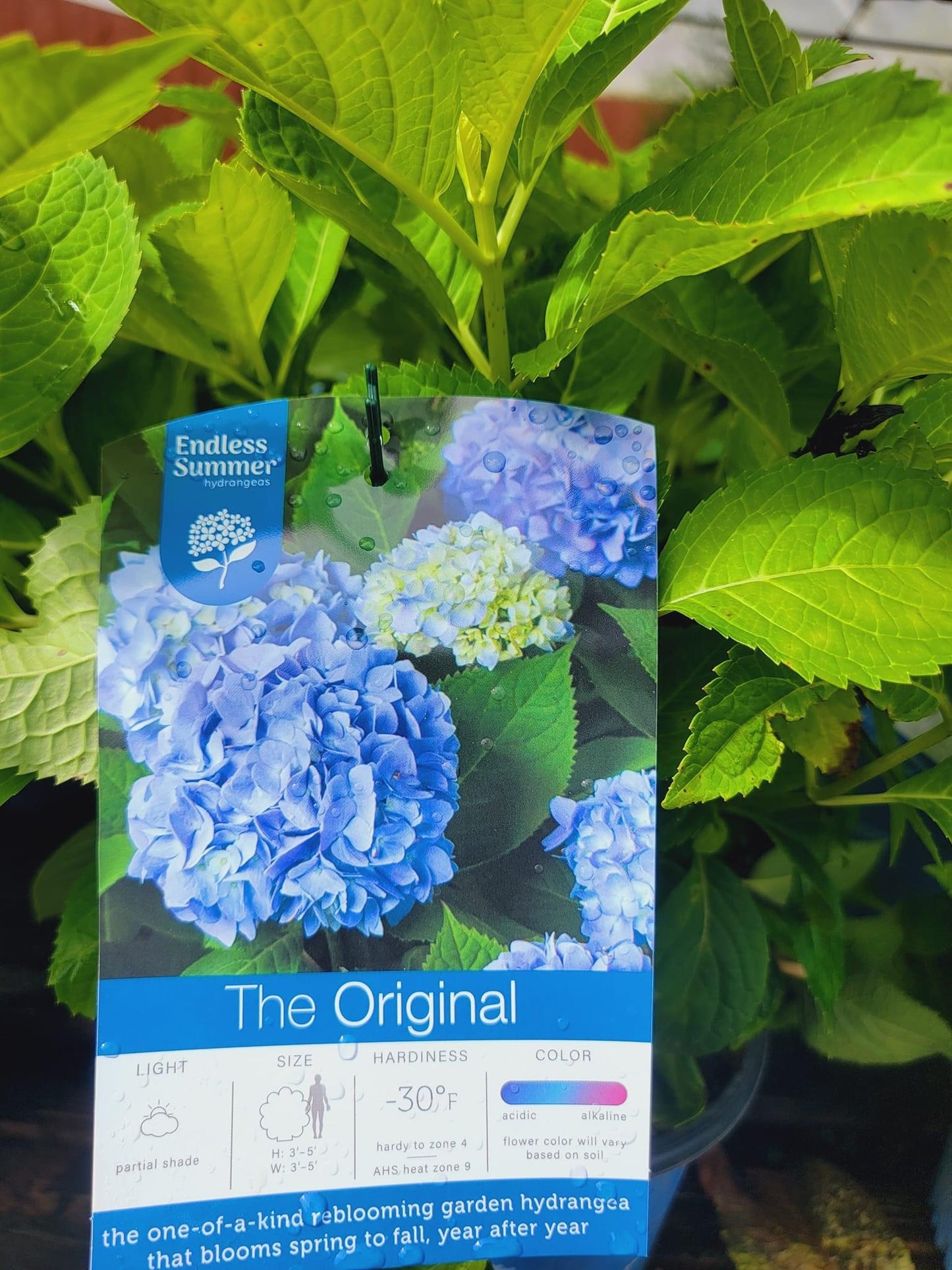 Hydrangea ‘The Original’