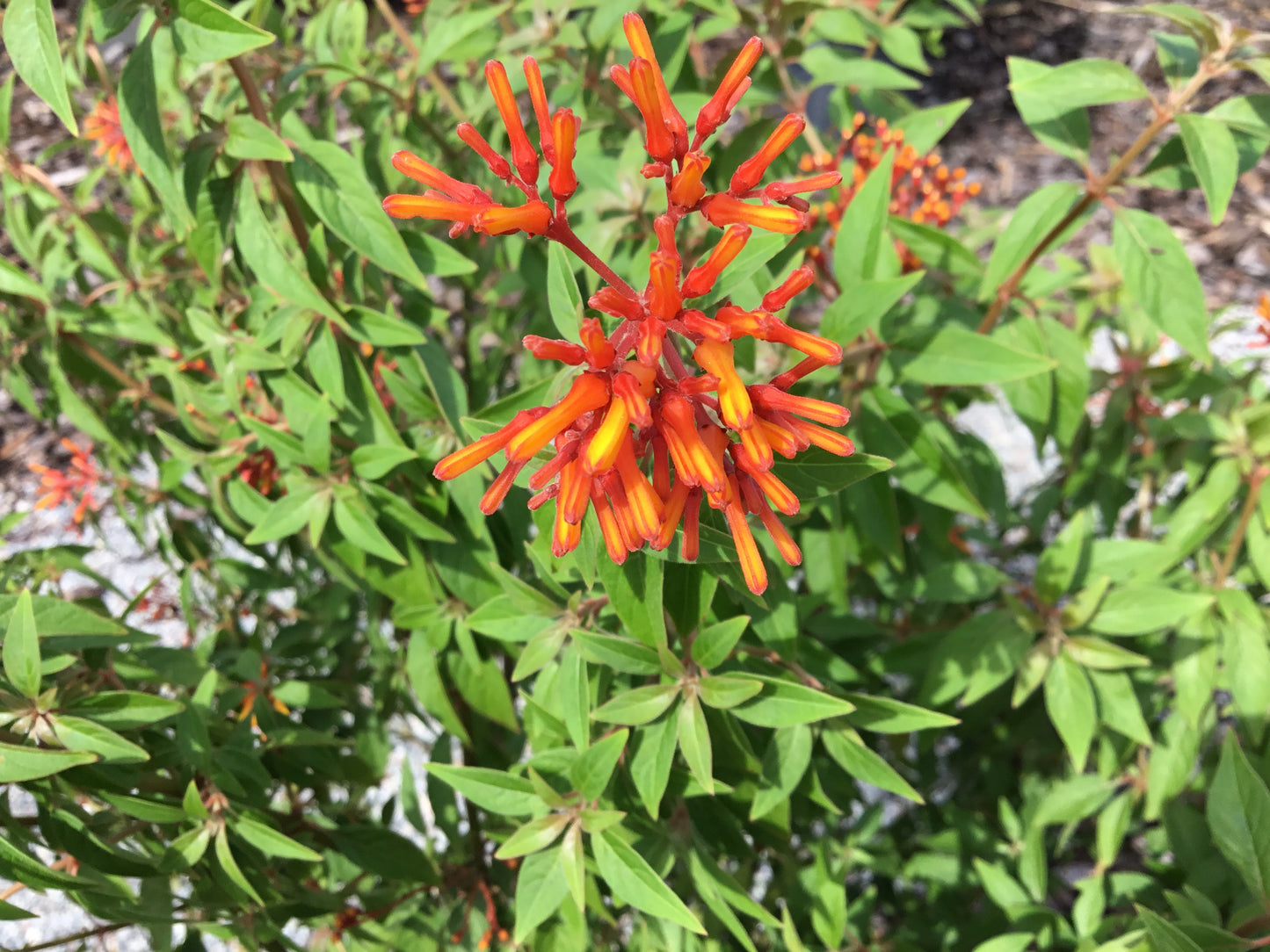 Hamelia Firebush