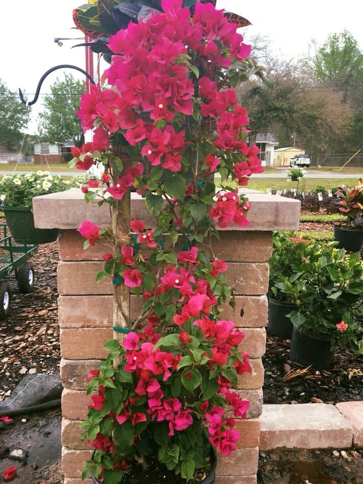 Bougainvillea