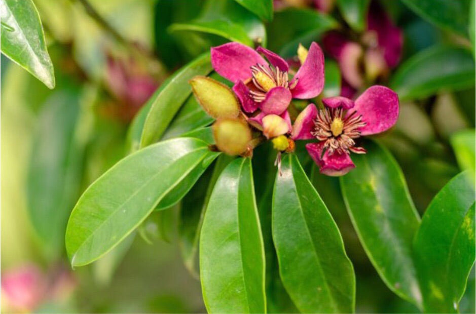 Banana Shrub