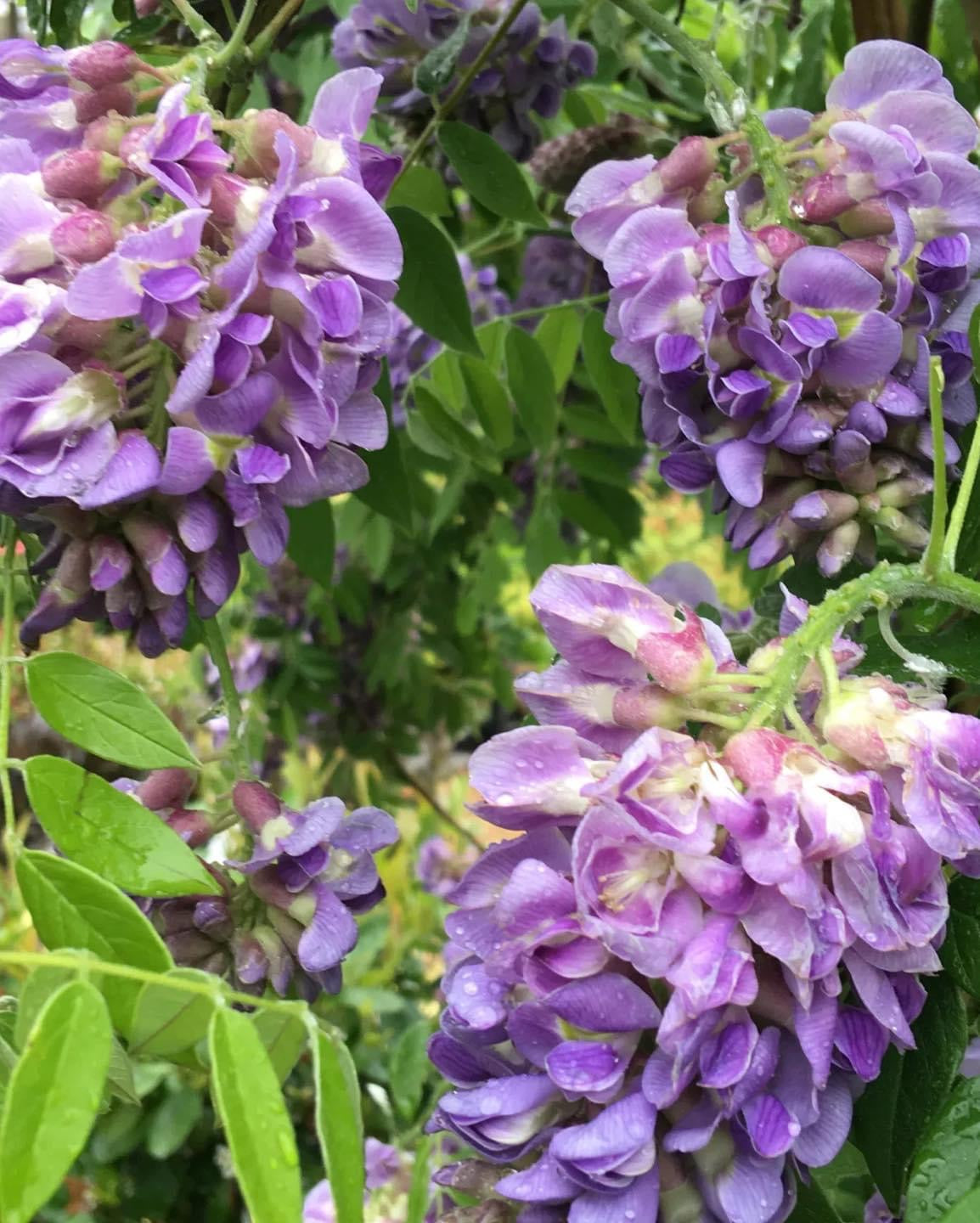 Wisteria ‘Amethyst Fall’