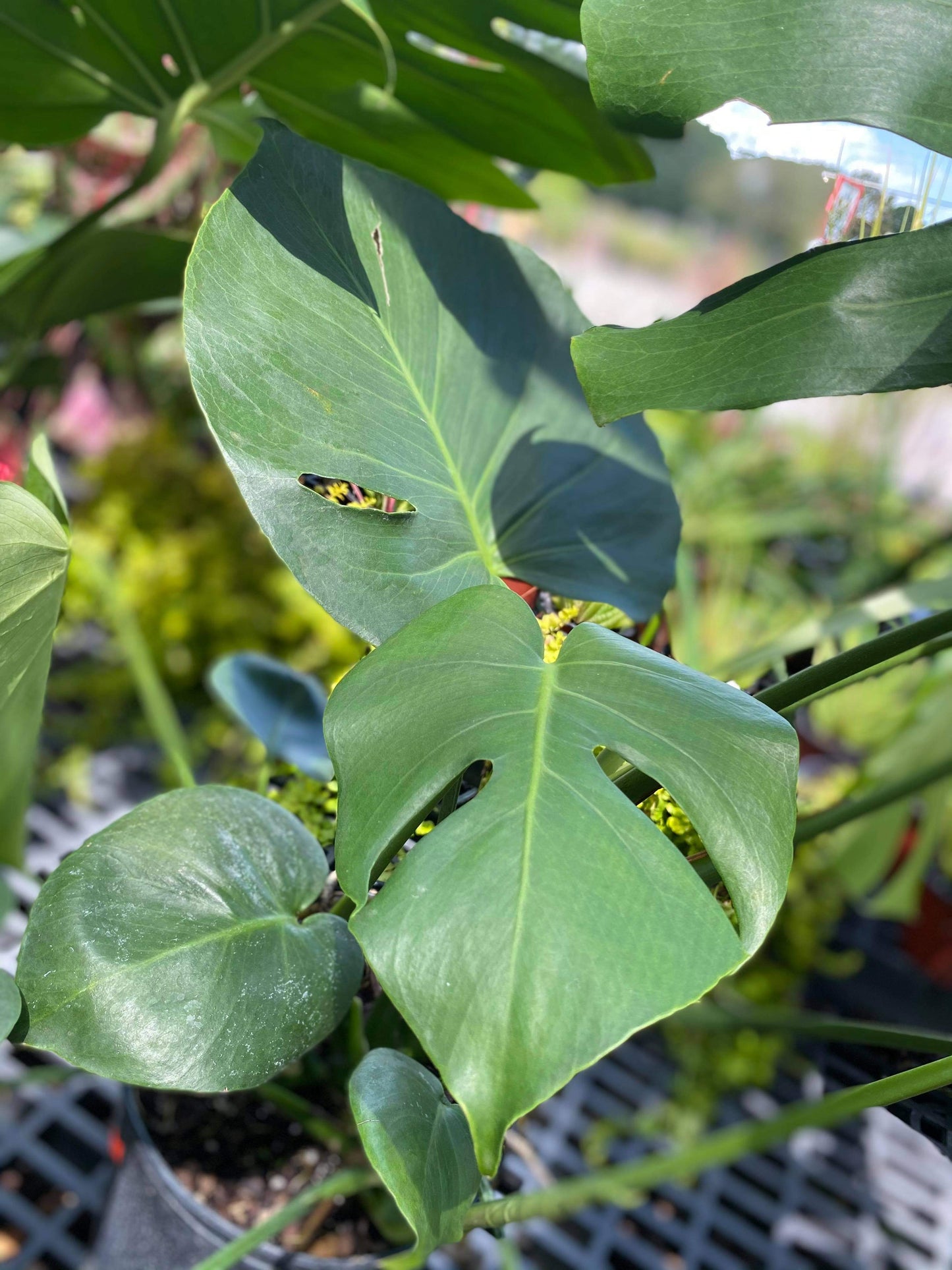 Monstera Deliciosa