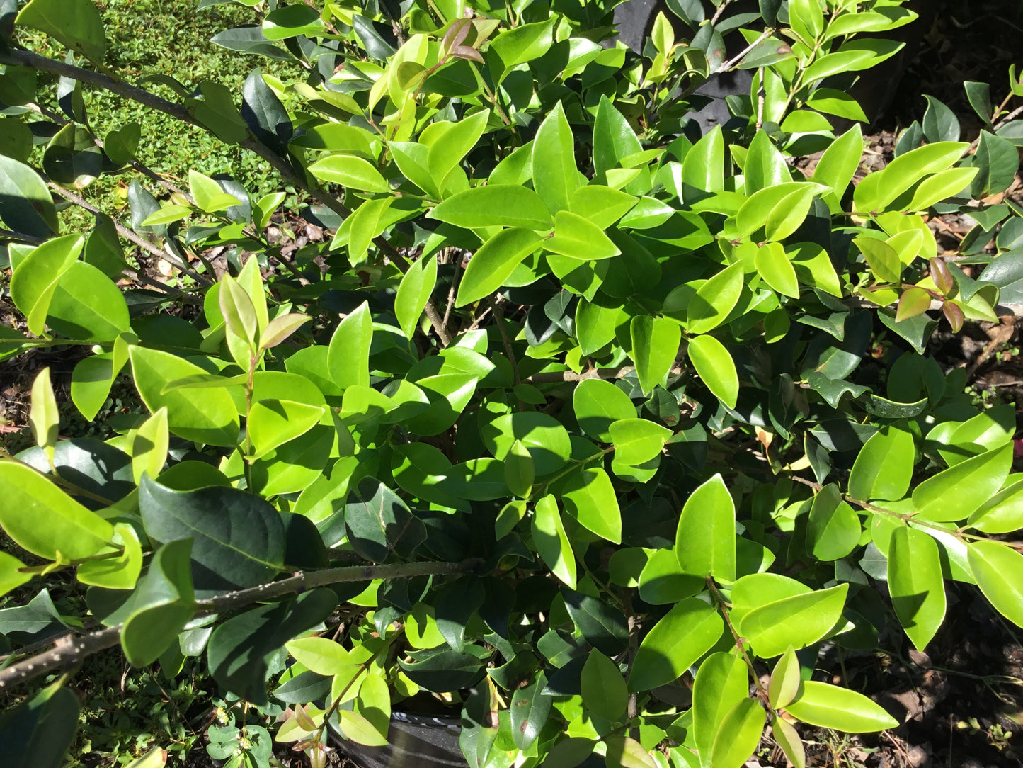 Ligustrum ‘WaxLeaf’