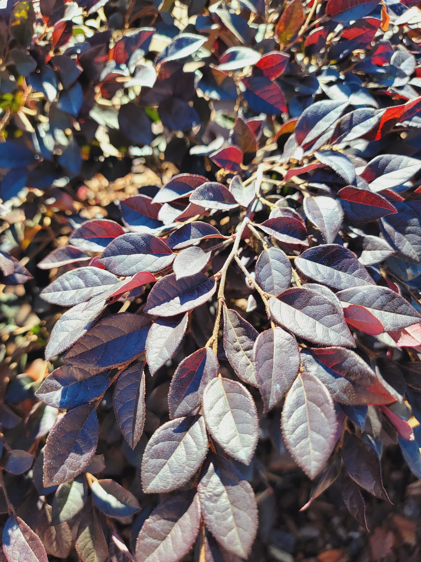 Loropetalum ‘Purple Daydream’