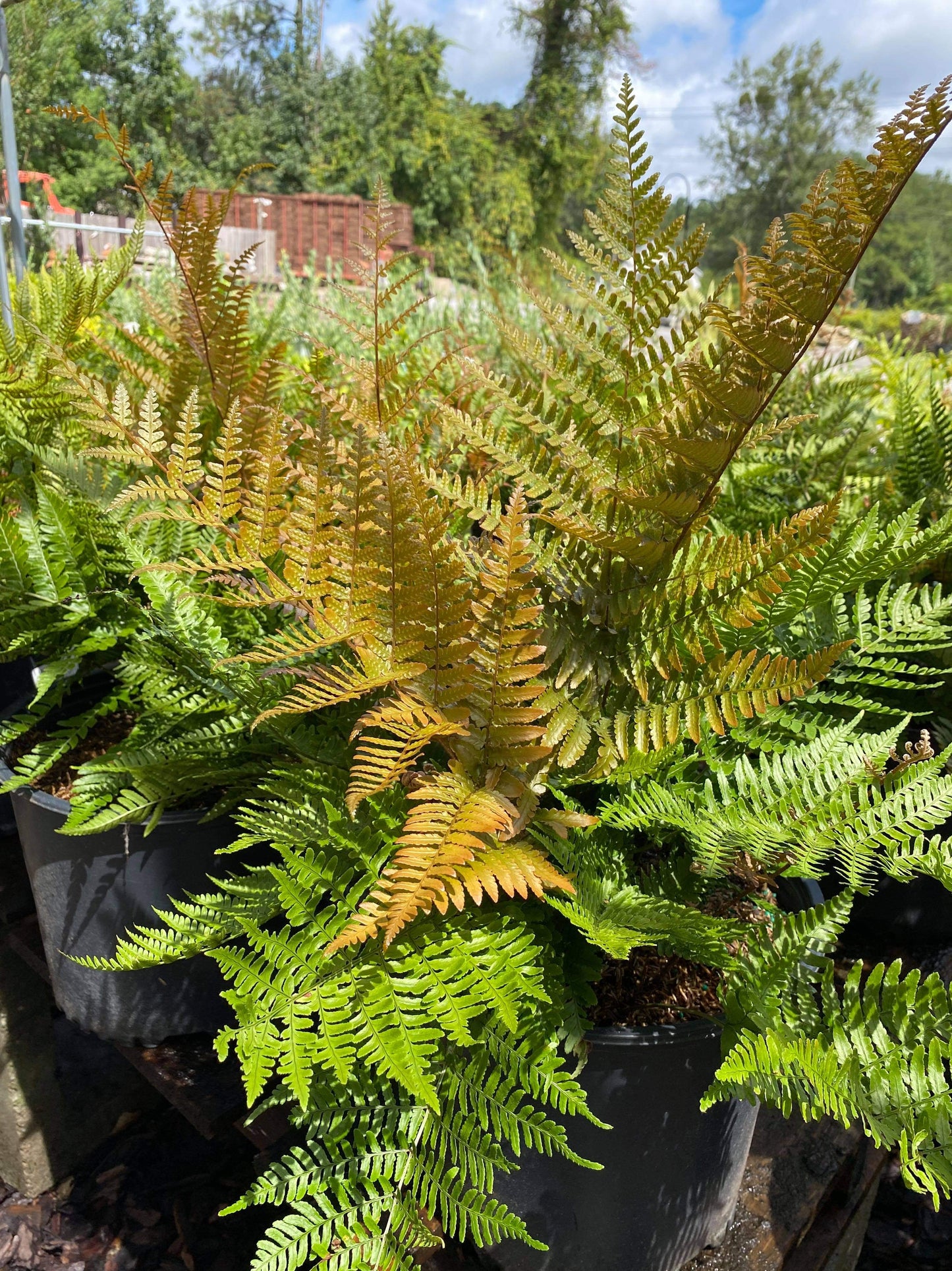 Autumn Fern