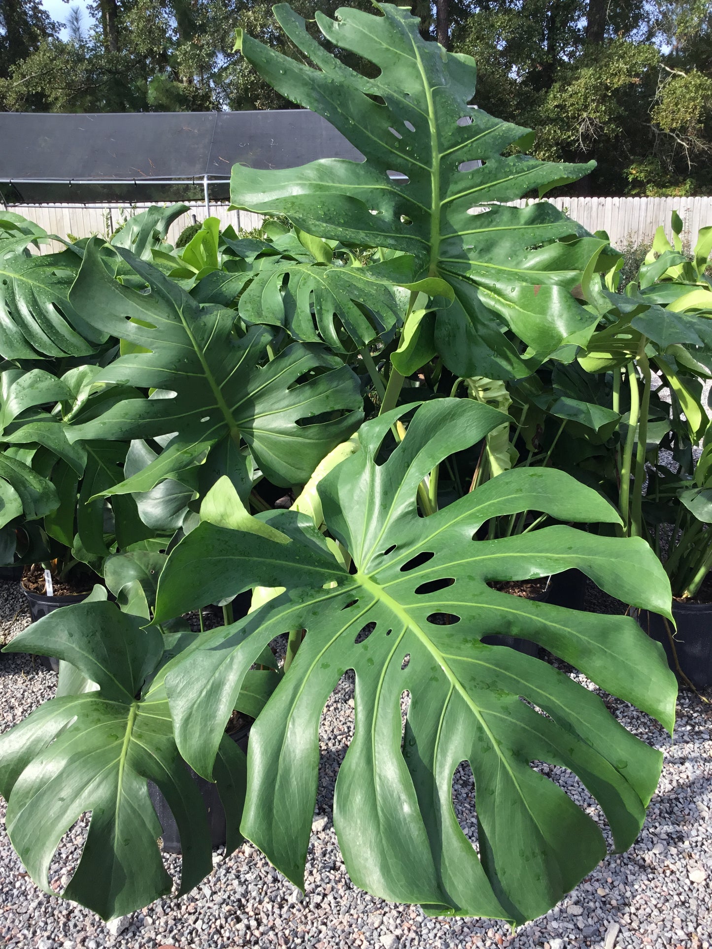 Monstera Deliciosa