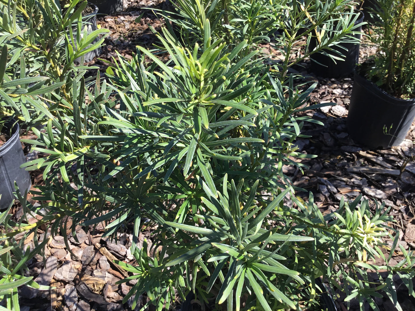 Podocarpus ‘Pringle’
