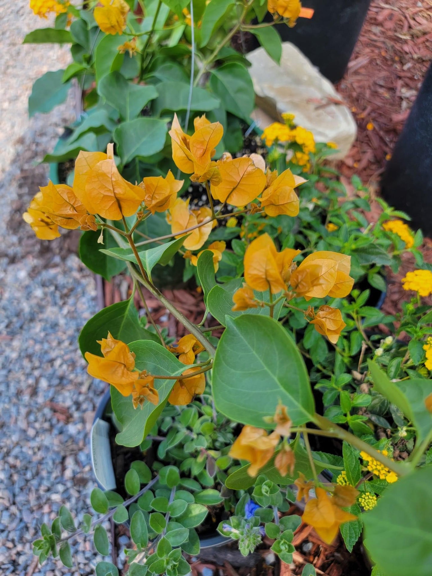 Bougainvillea