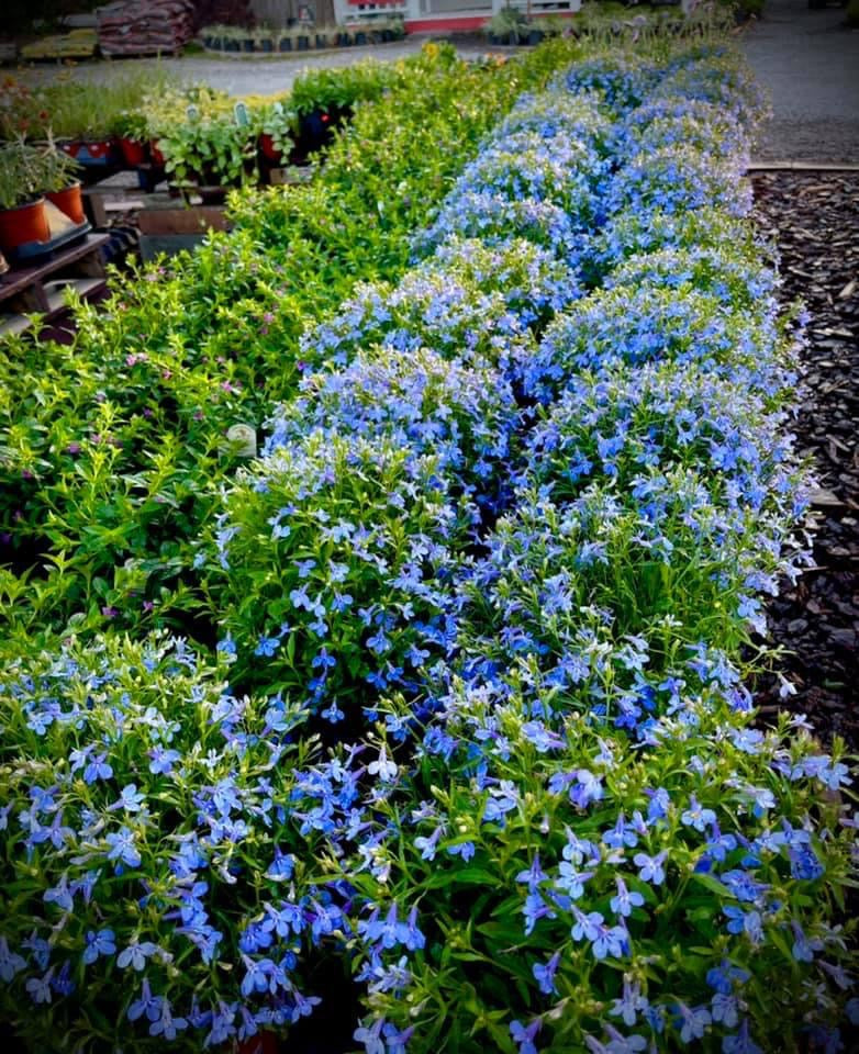 planting lobelia in hanging baskets Lobelia
