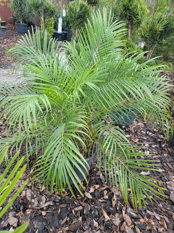 palm robellini plant Phoenix Robellini 'Pygmy Date Palm' – Pooler Plant Pick-Up Station