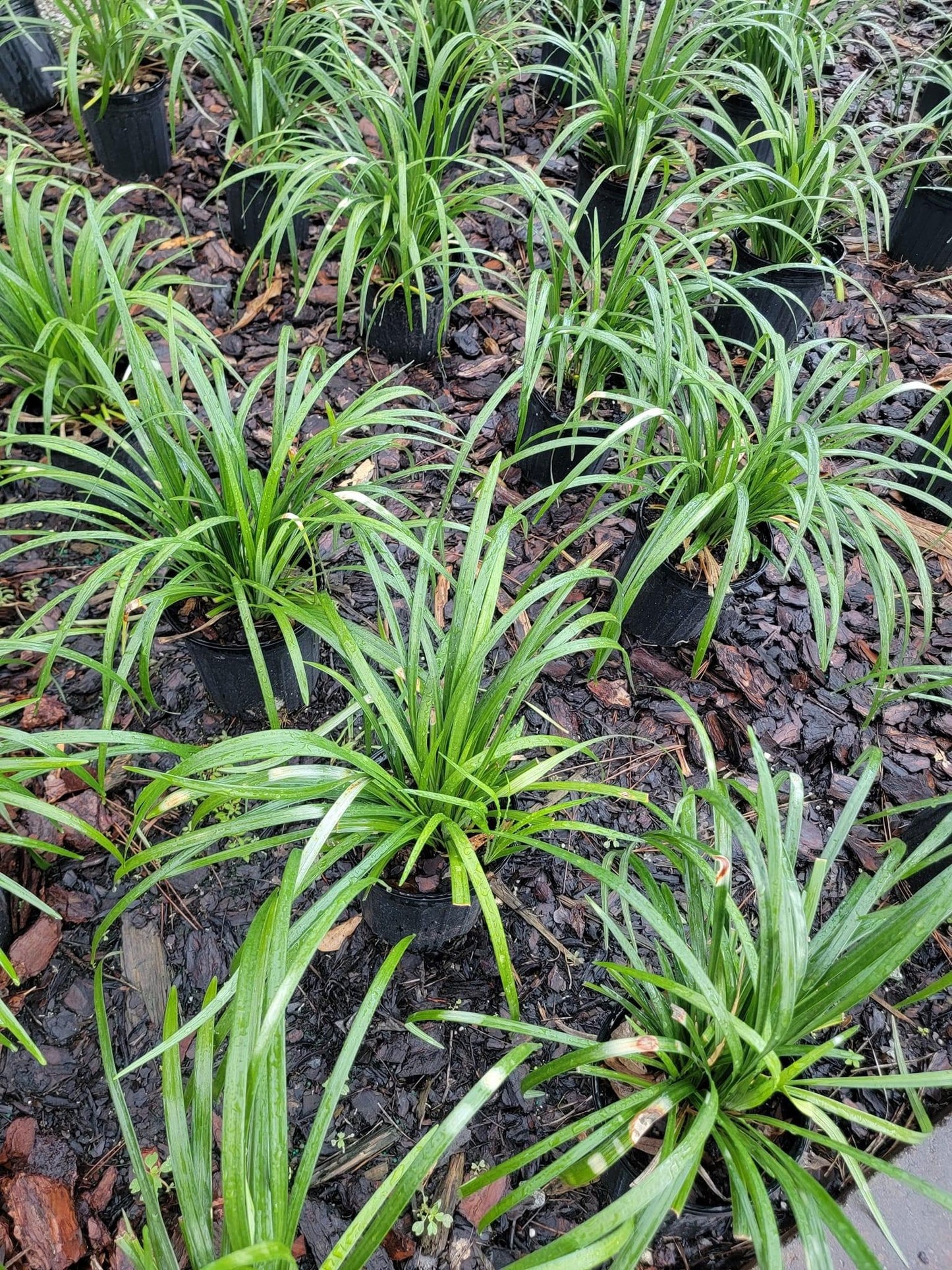 Liriope