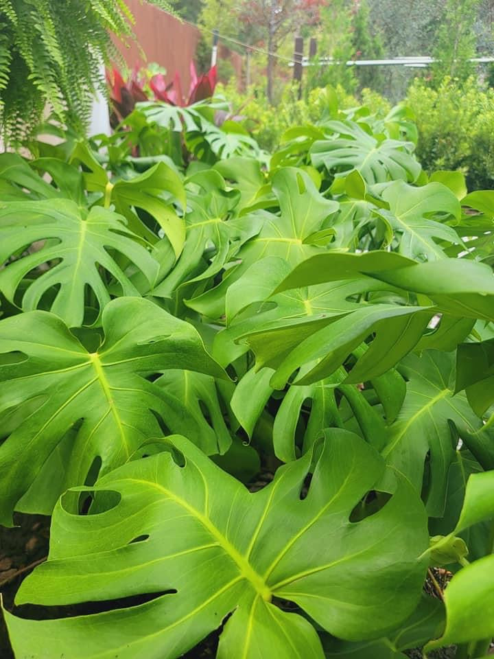 Monstera Deliciosa