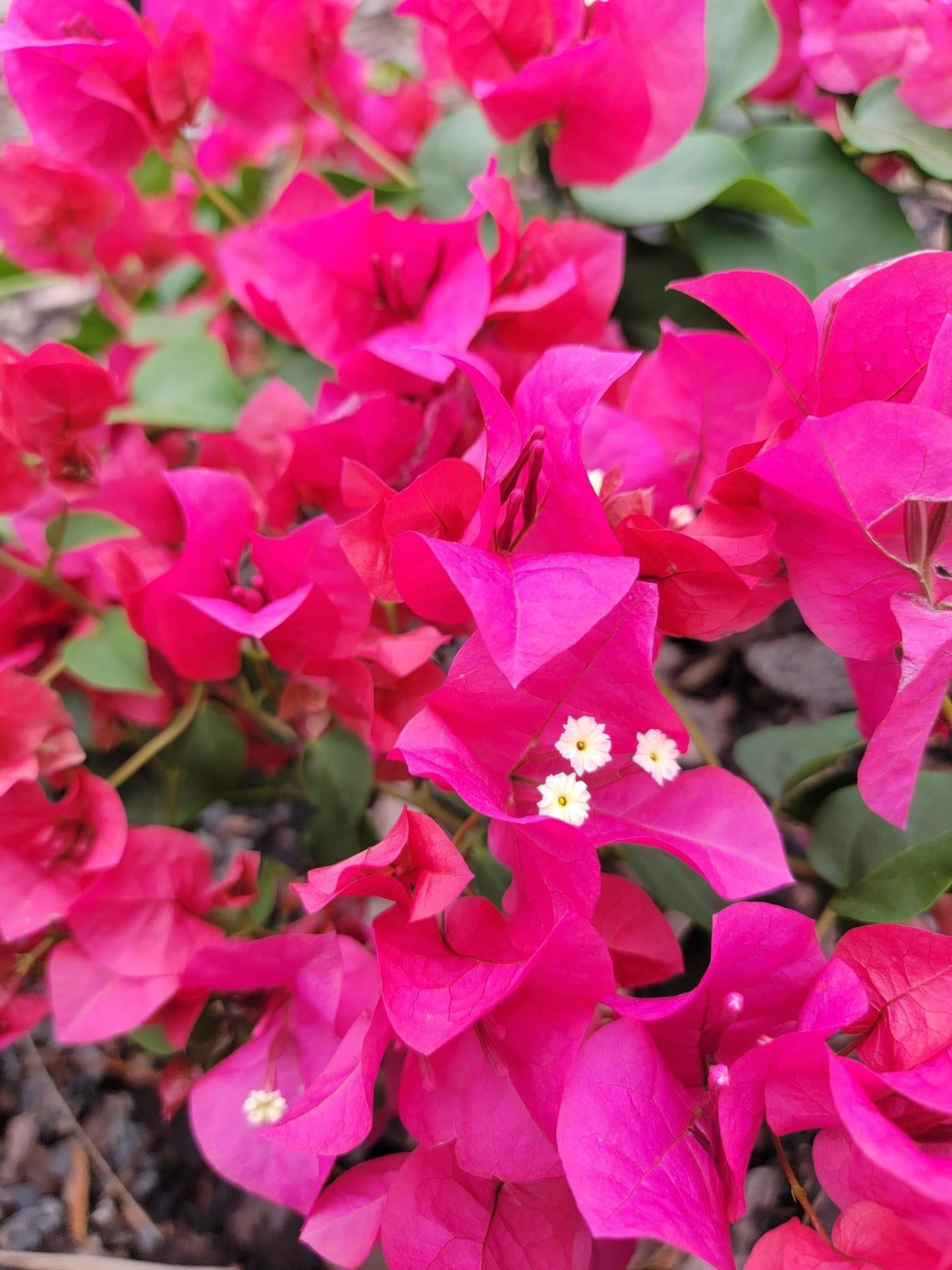 Bougainvillea