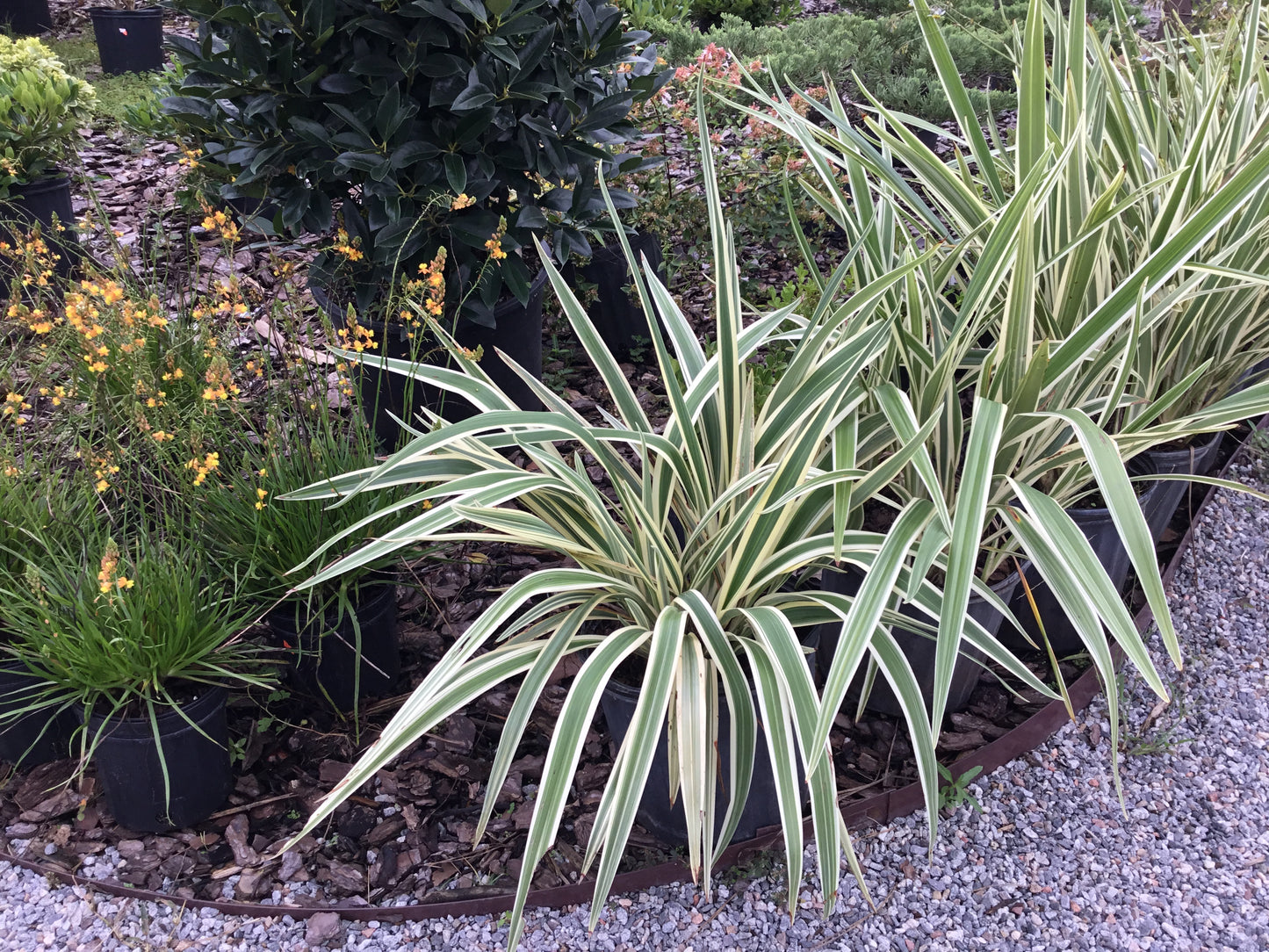 Dianella Flax Lily