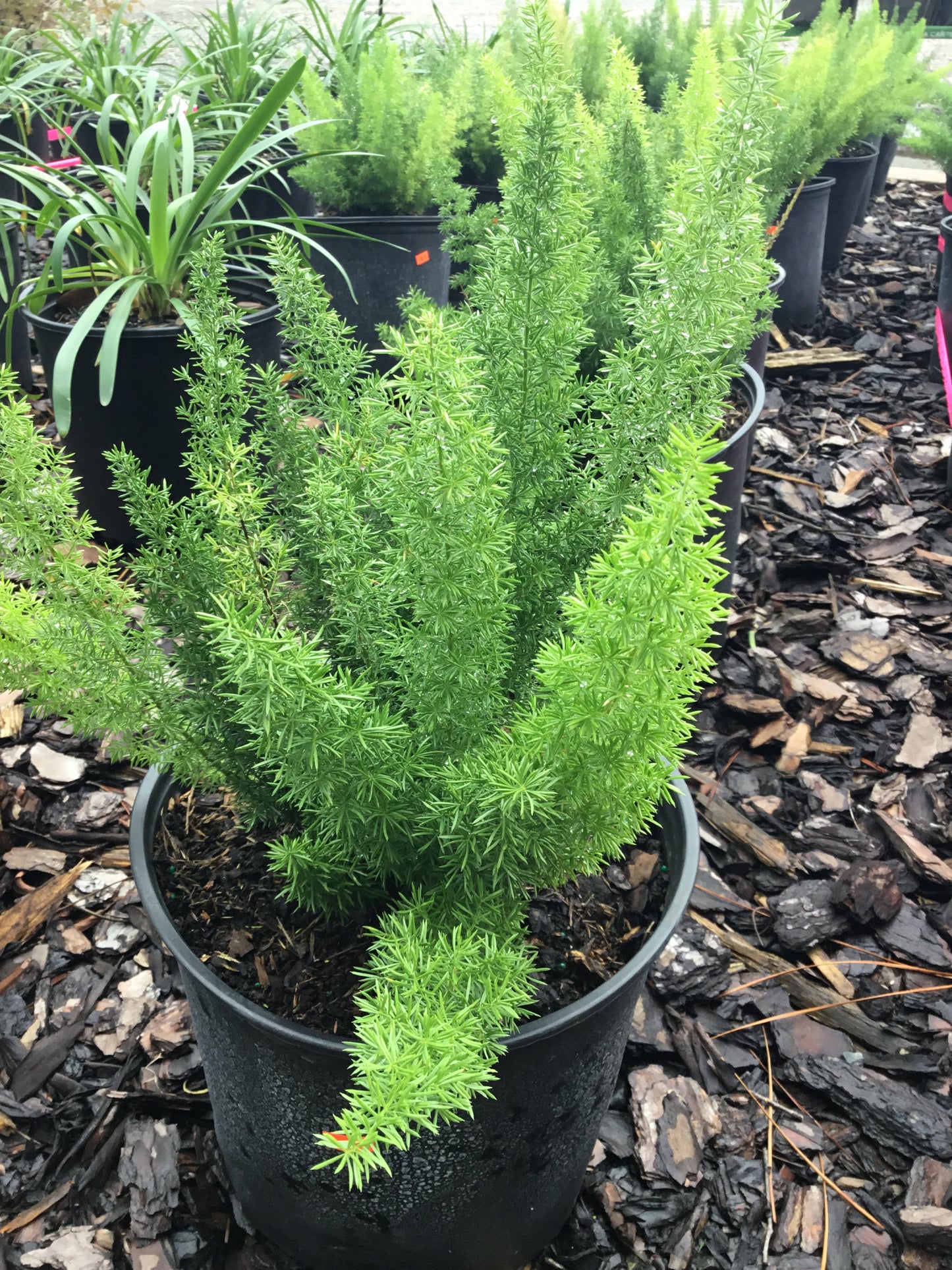 Foxtail fern