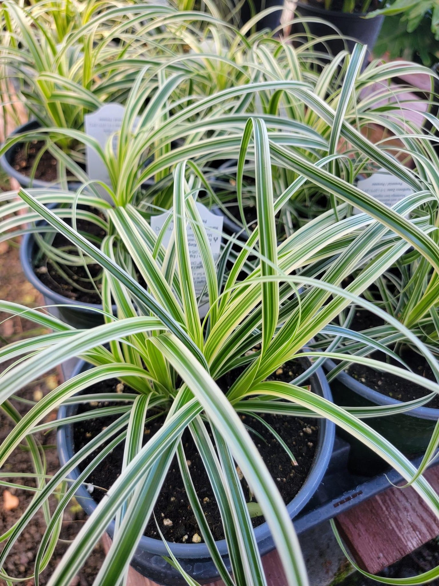 Variegated Carex Grass