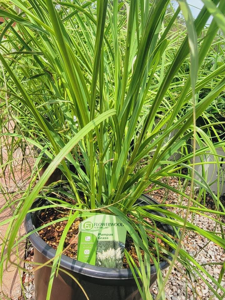 Pampas Grass