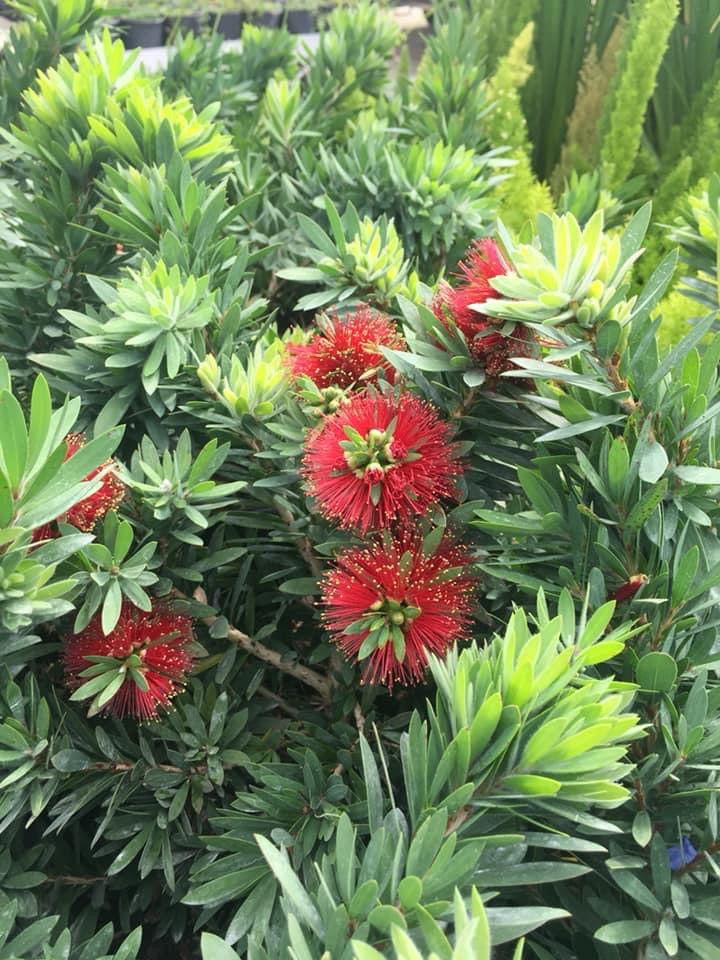 Dwarf Bottlebrush ‘Little John’