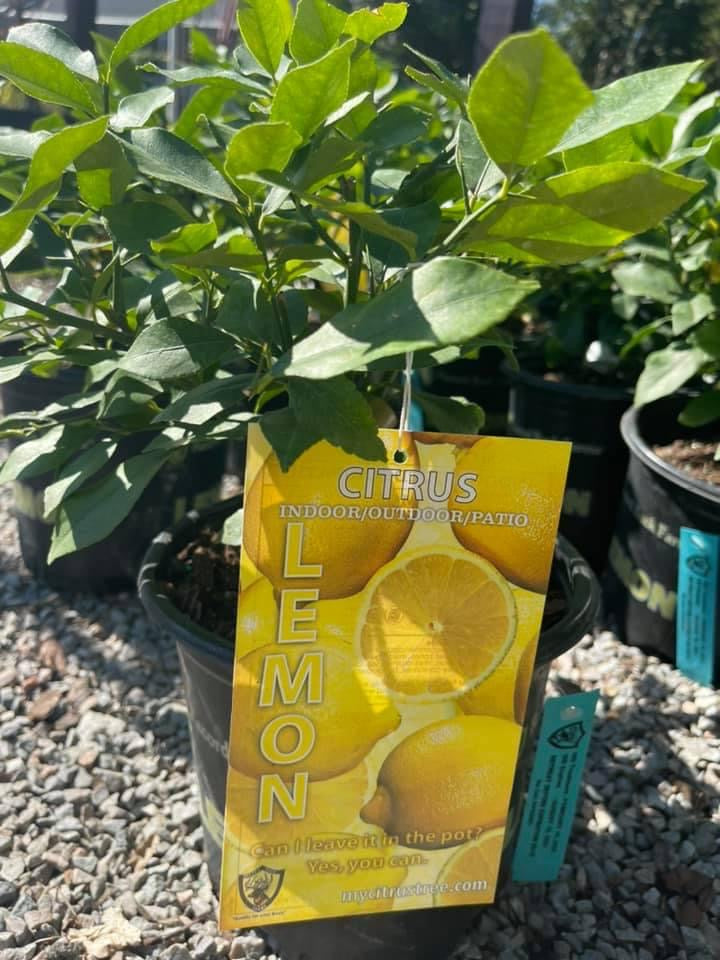 Meyer Lemon Tree