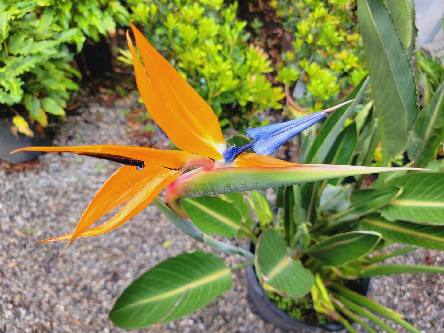 Bird Of Paradise