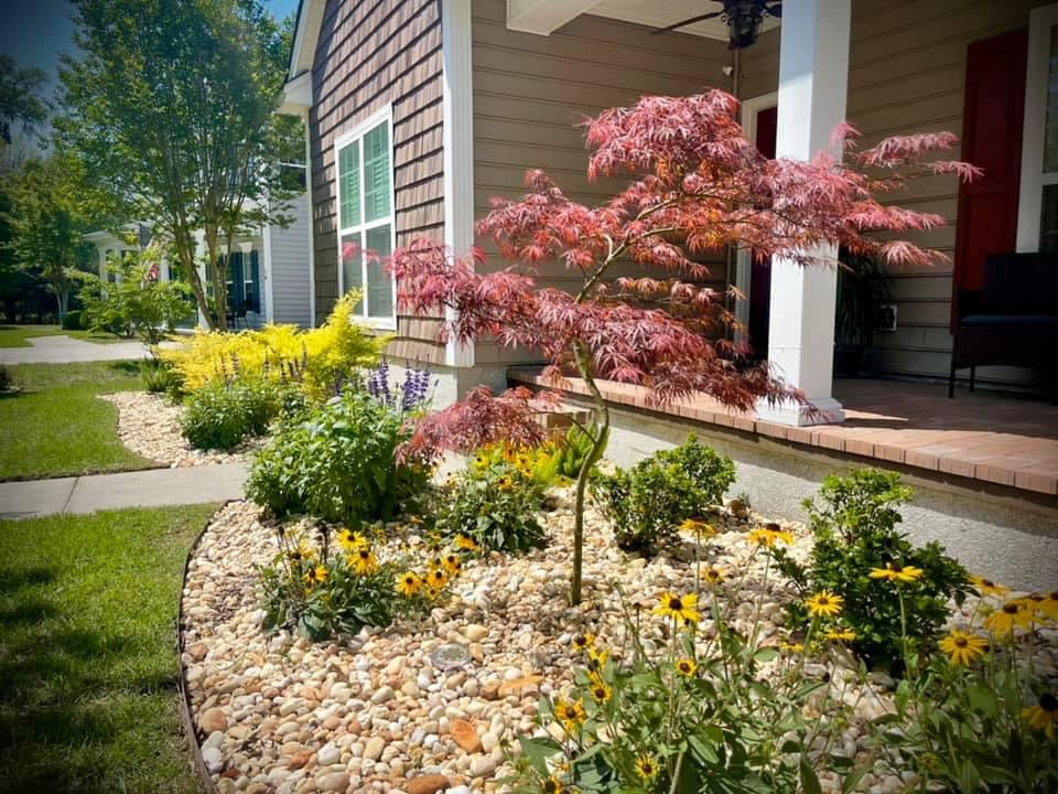 Japanese Maple ‘Weeping’