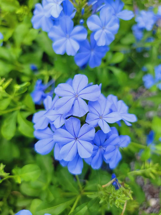 Plumbago