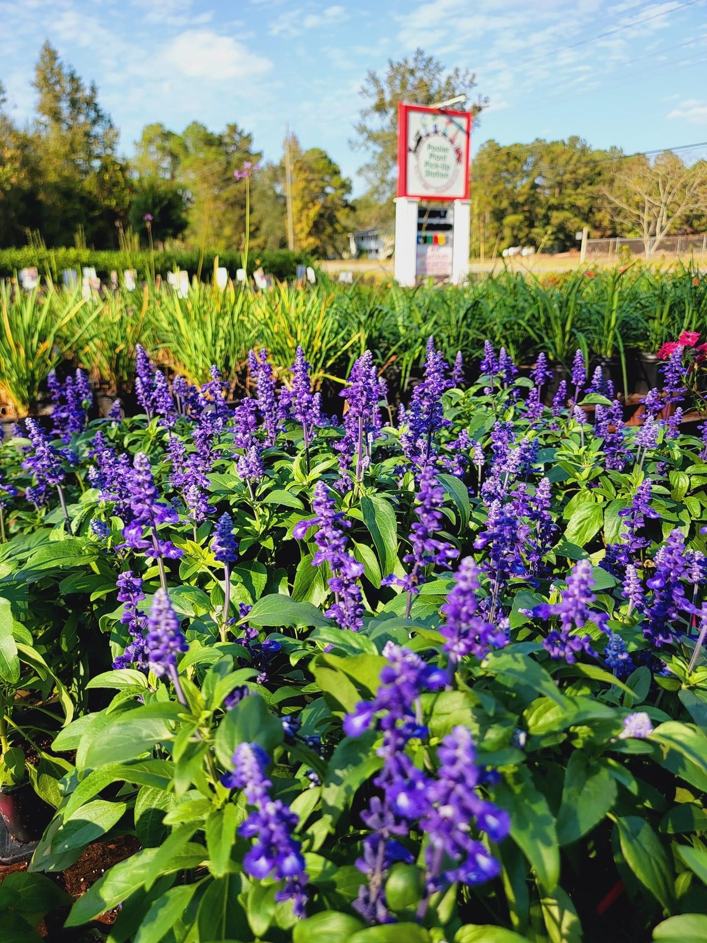 Blue Salvia