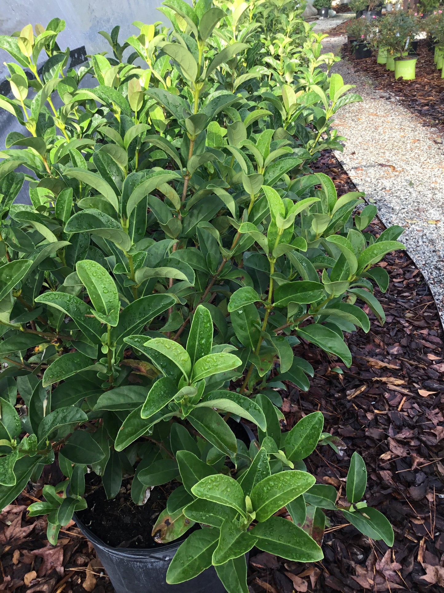 Viburnum Odoratissimum