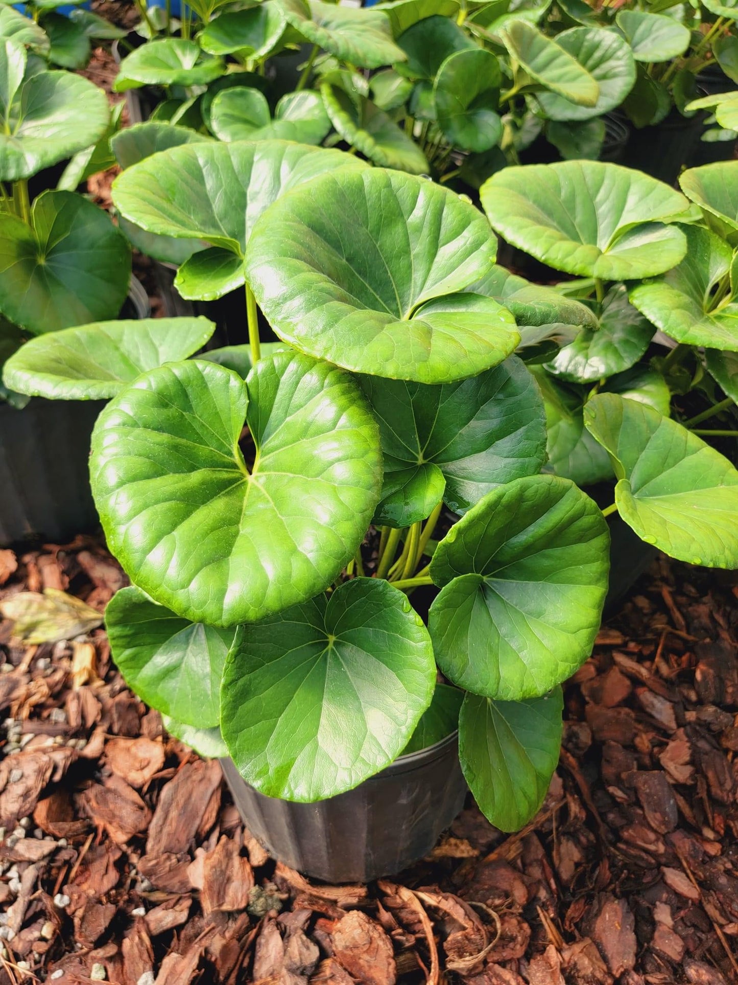 Tractor Seat Plant