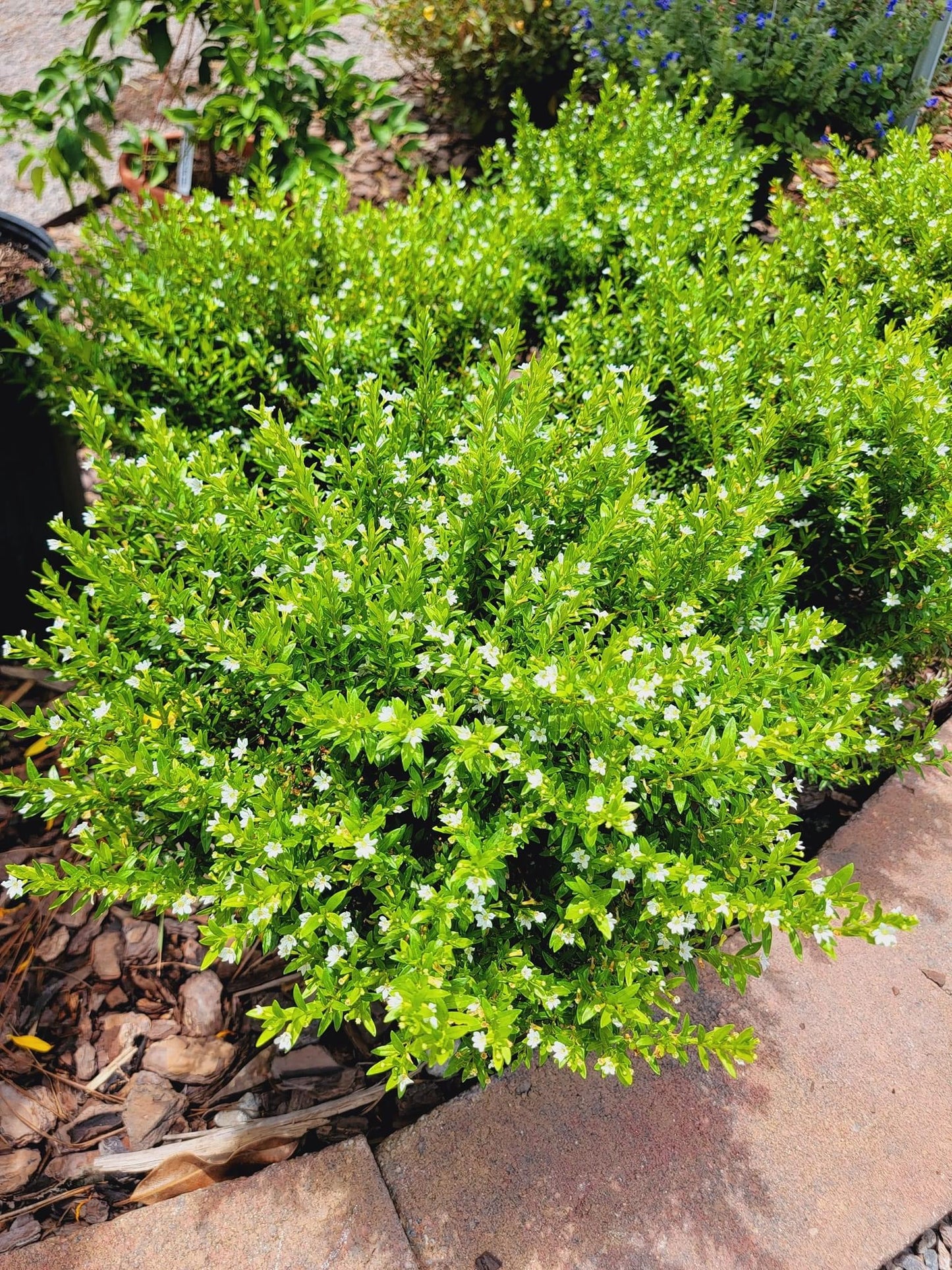 Mexican Heather