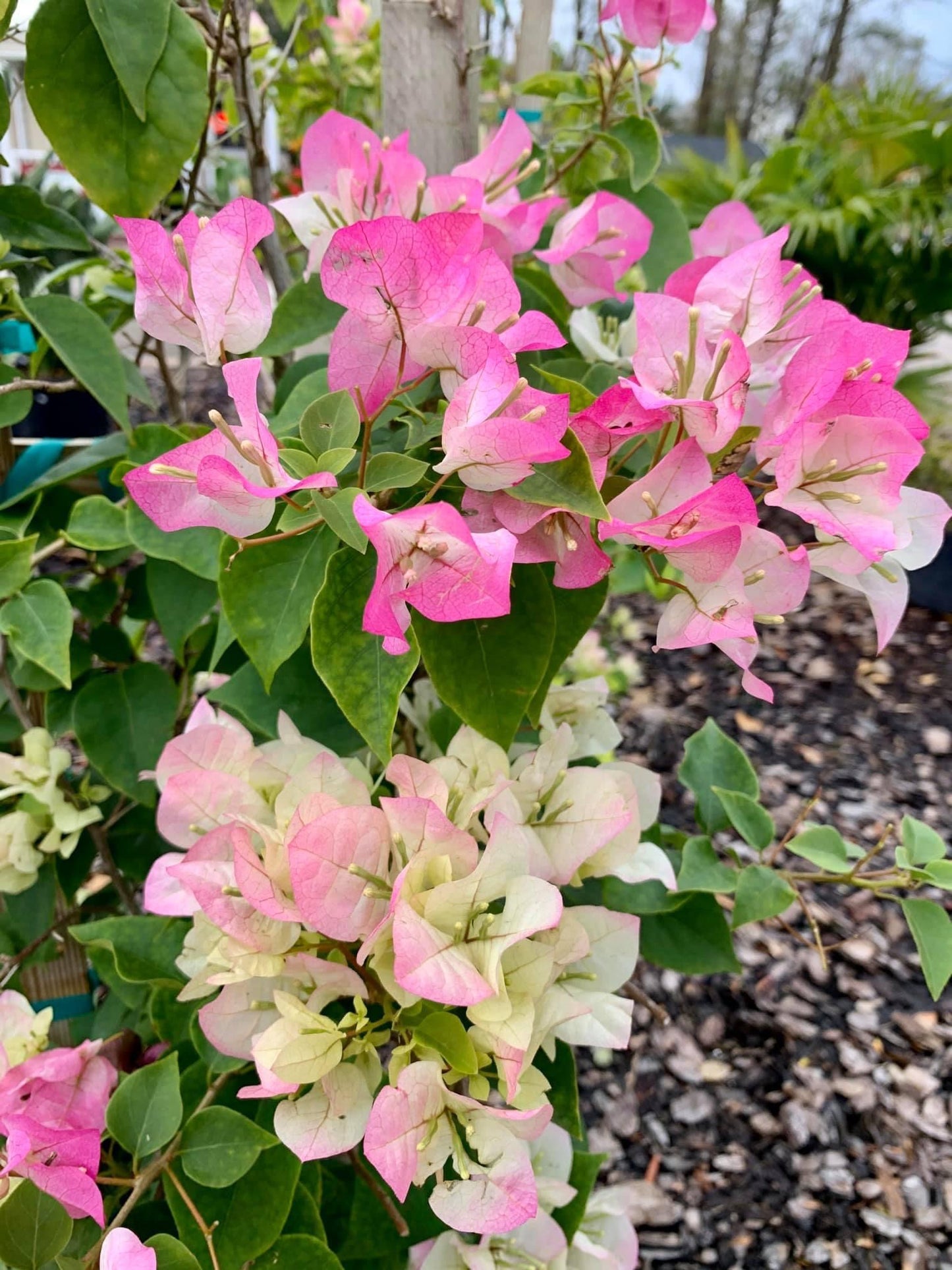 Bougainvillea