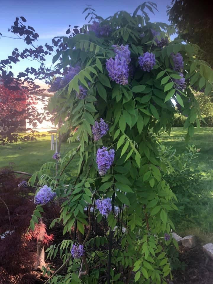 Wisteria ‘Amethyst Fall’