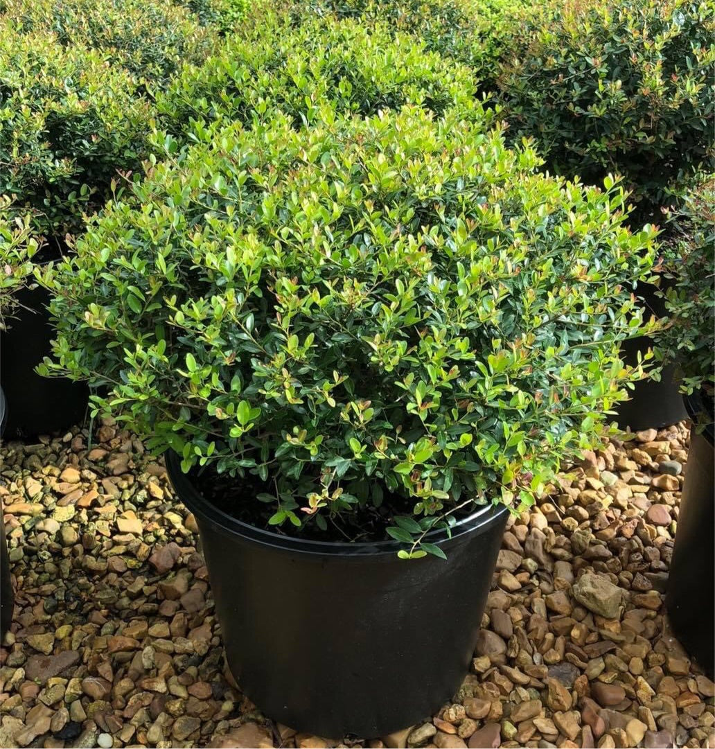 Holly Bush ‘Dwarf Yaupon’