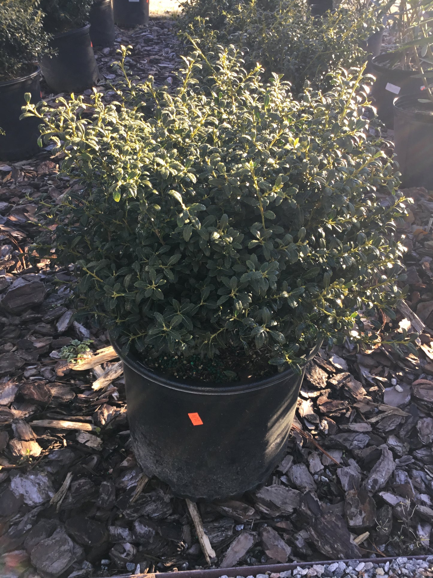 Holly Bush ‘Soft Touch’
