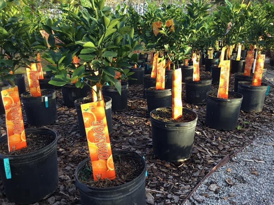 Orange Tree, Navel